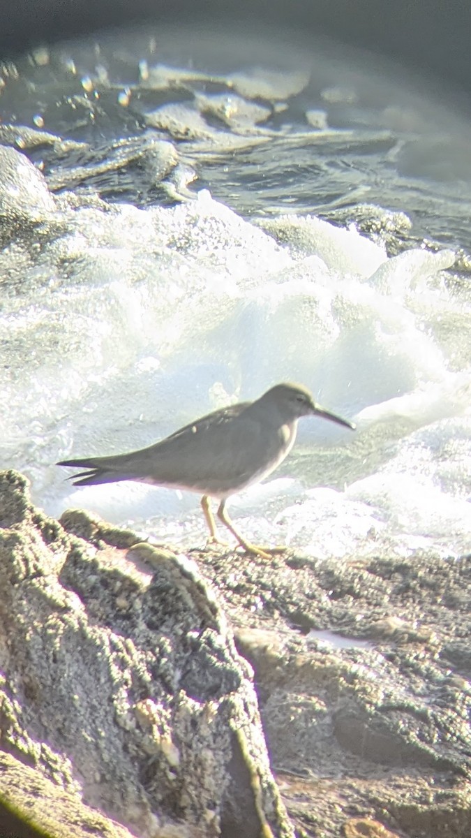Wandering Tattler - ML626446475