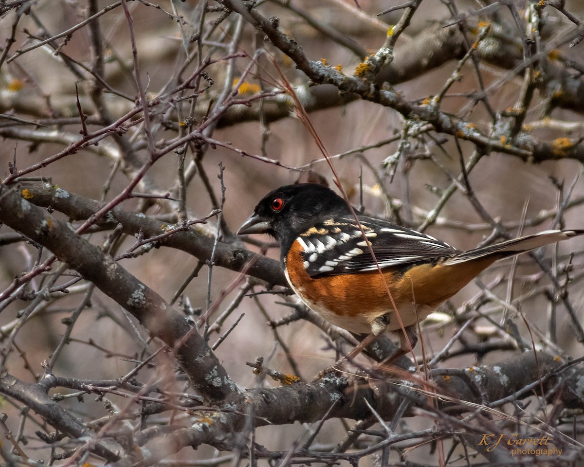 Spotted Towhee - ML626446554