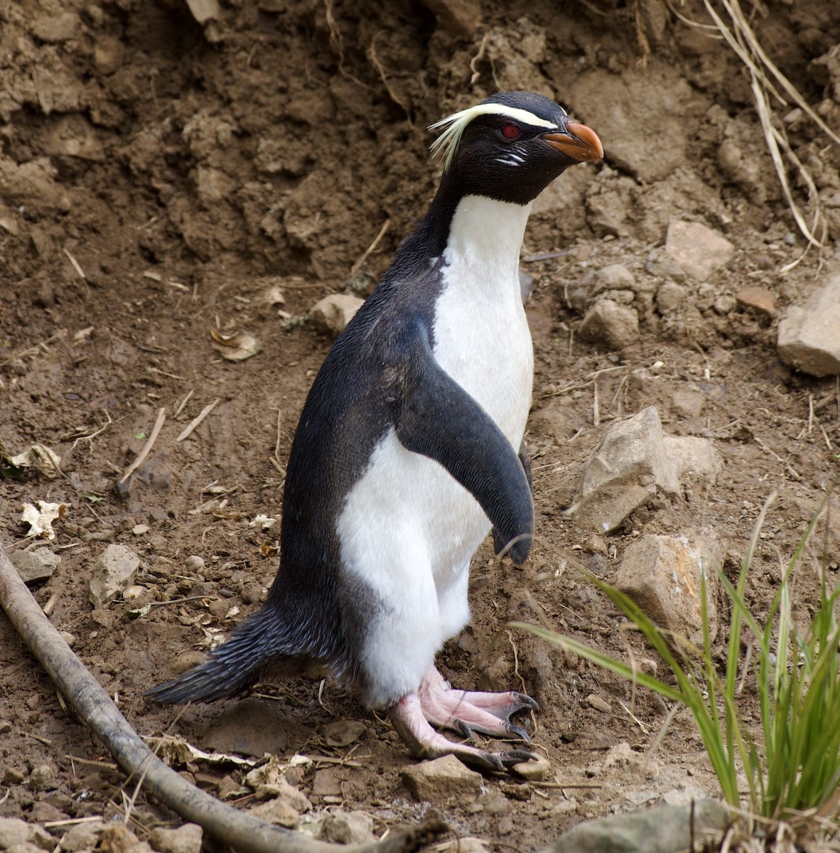 Fiordland Penguin - ML626446603