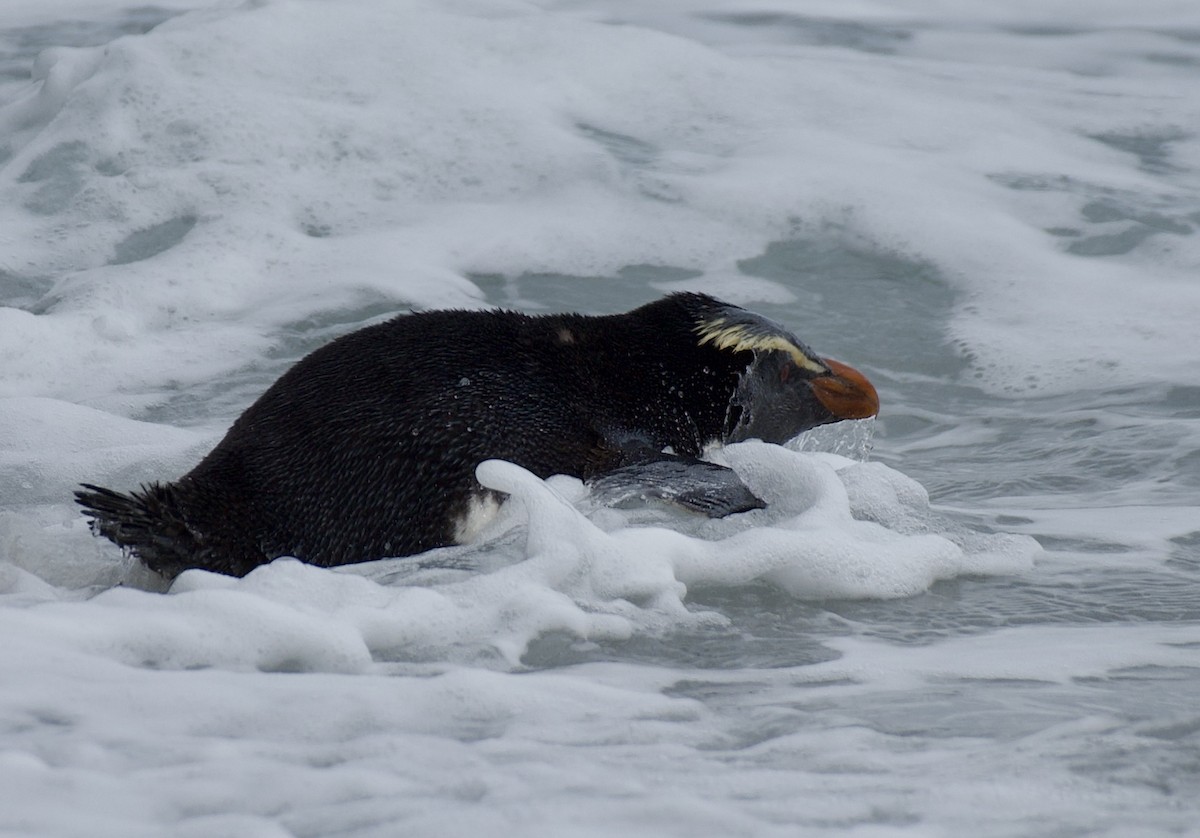 Fiordland Penguin - ML626446604