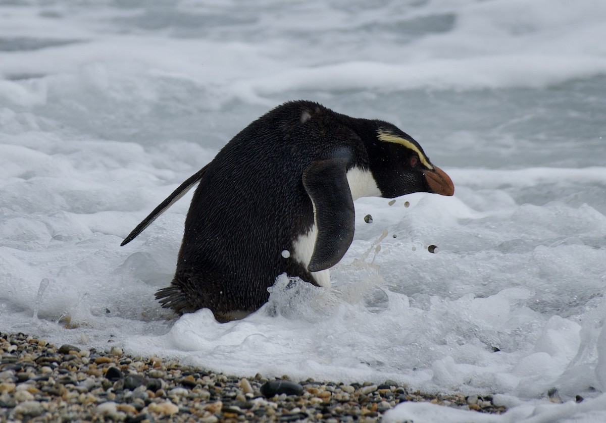 Fiordland Penguin - ML626446605
