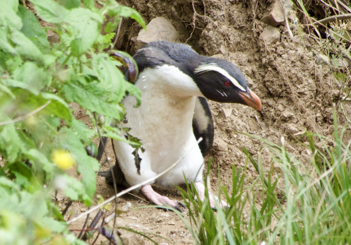 Fiordland Penguin - ML626446606