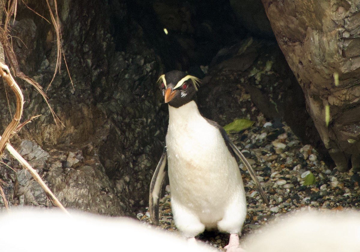 Fiordland Penguin - ML626446607
