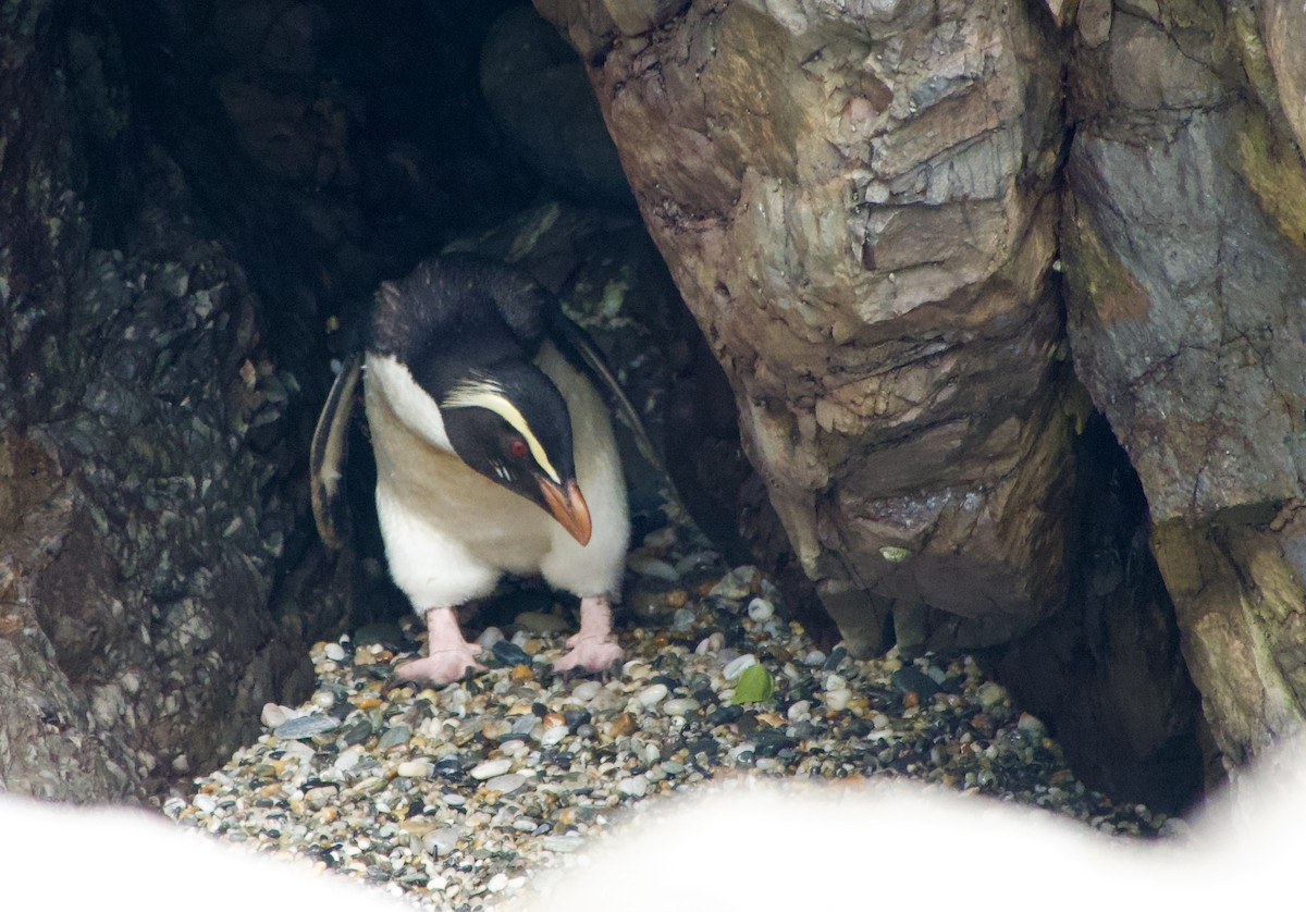 Fiordland Penguin - ML626446608