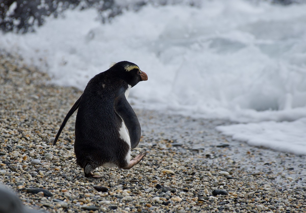 Fiordland Penguin - ML626446609