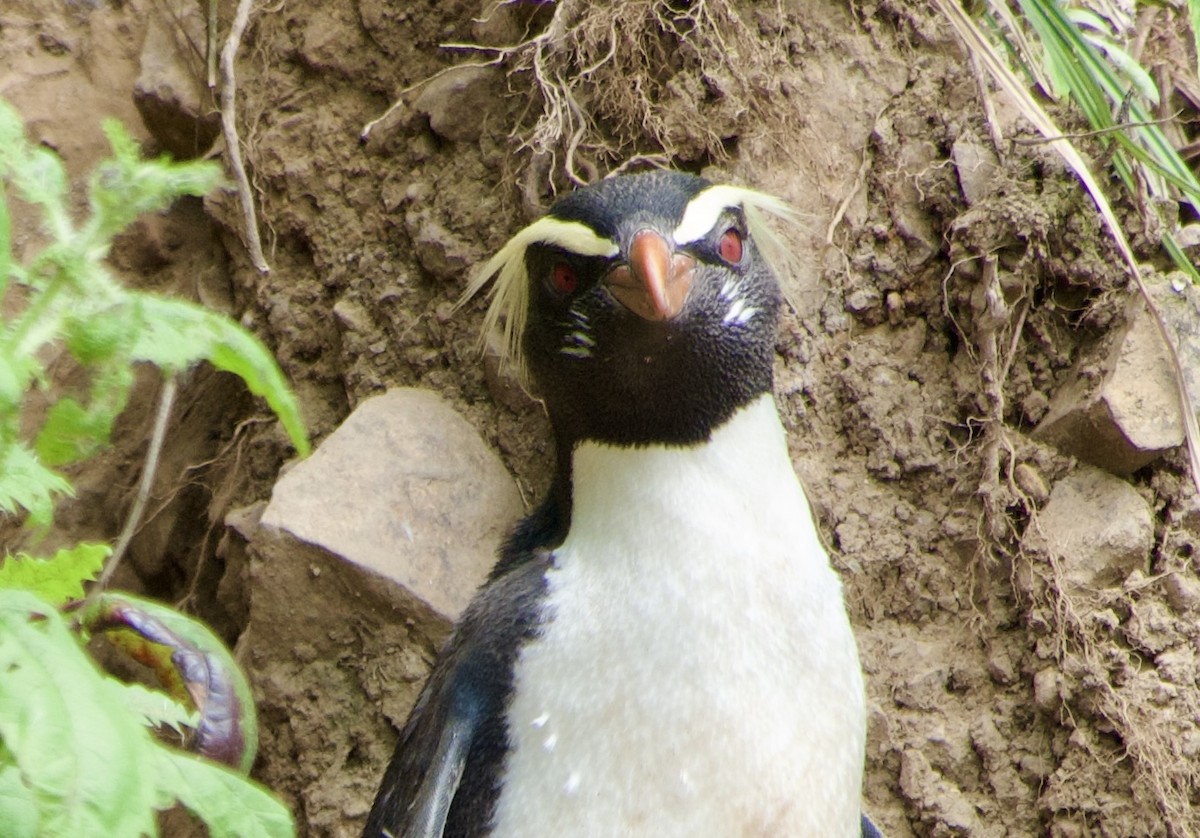 Fiordland Penguin - ML626446629