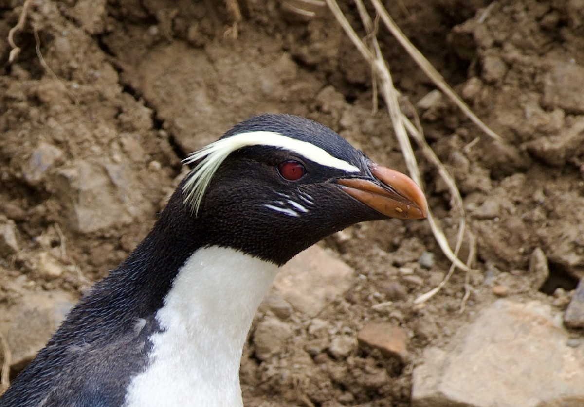 Fiordland Penguin - ML626446630