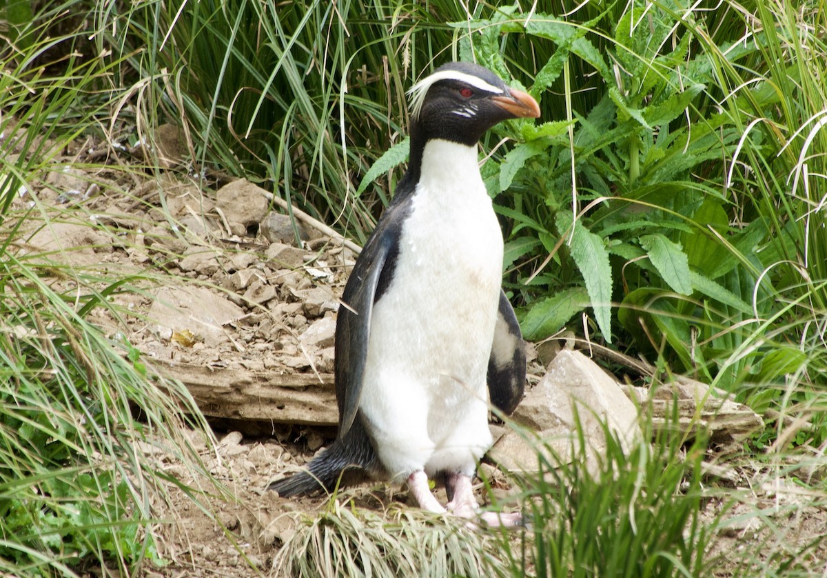 Fiordland Penguin - ML626446632