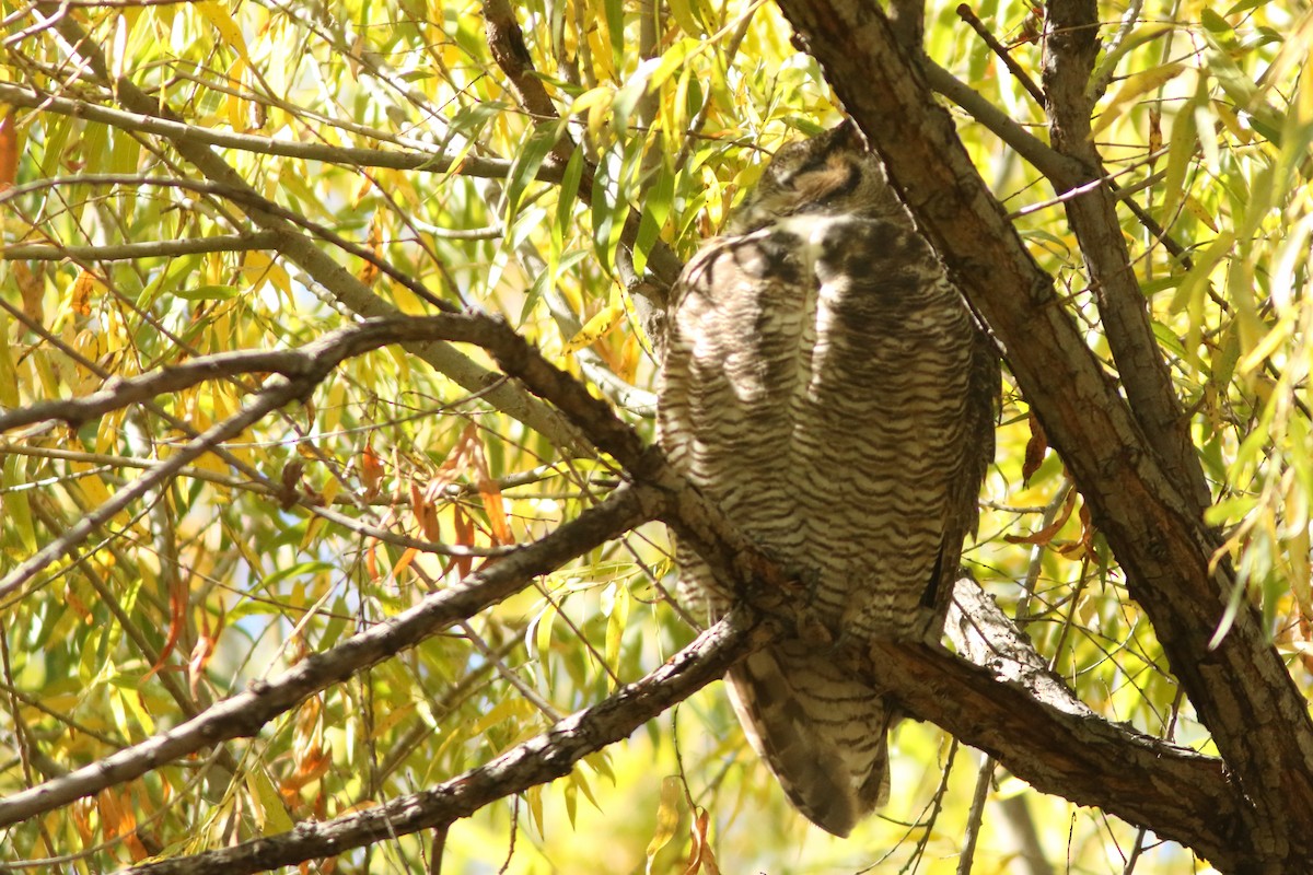 Great Horned Owl - ML626446740