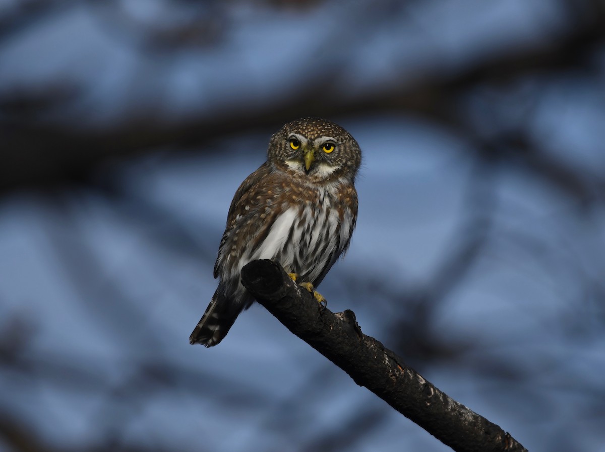 Northern Pygmy-Owl - ML626446746