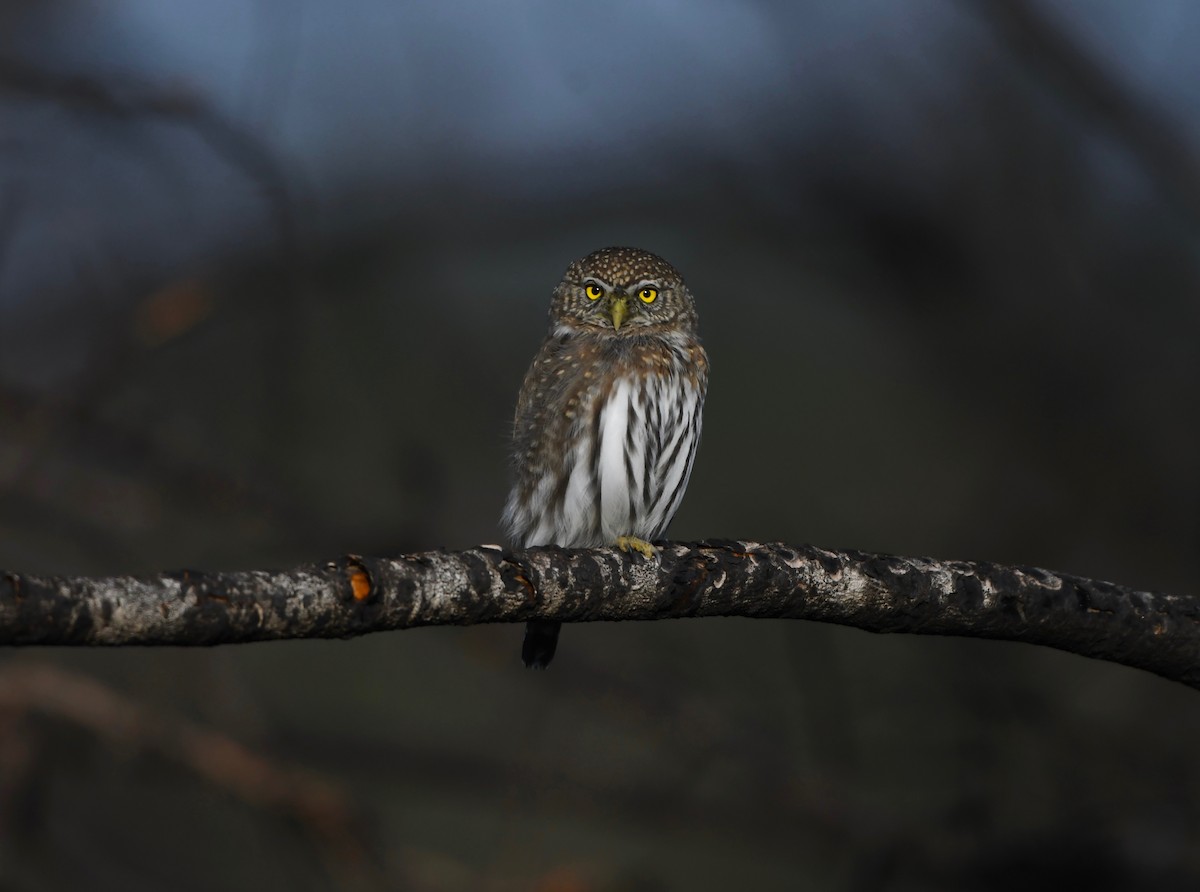 Northern Pygmy-Owl - ML626446747