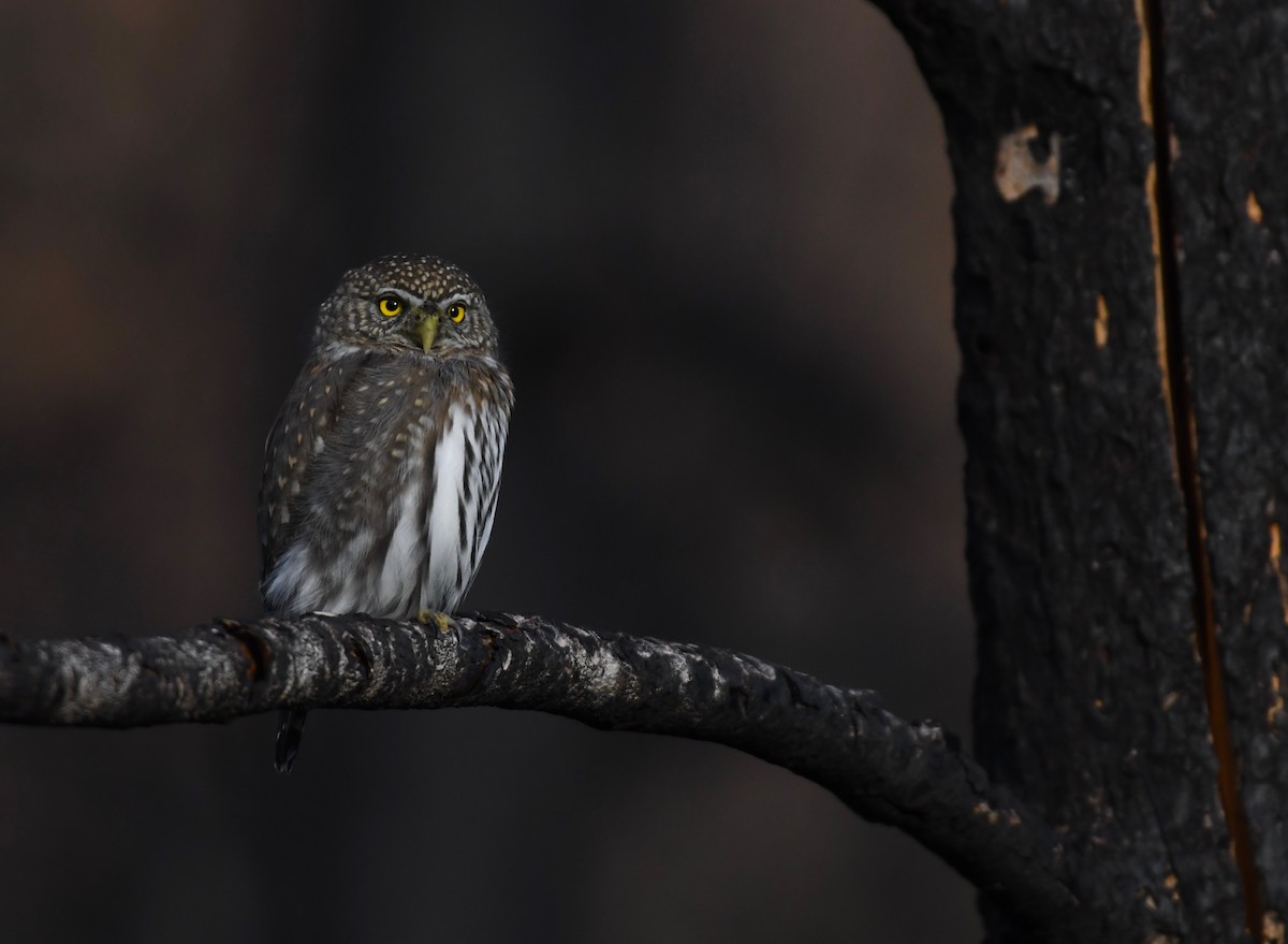 Northern Pygmy-Owl - ML626446748