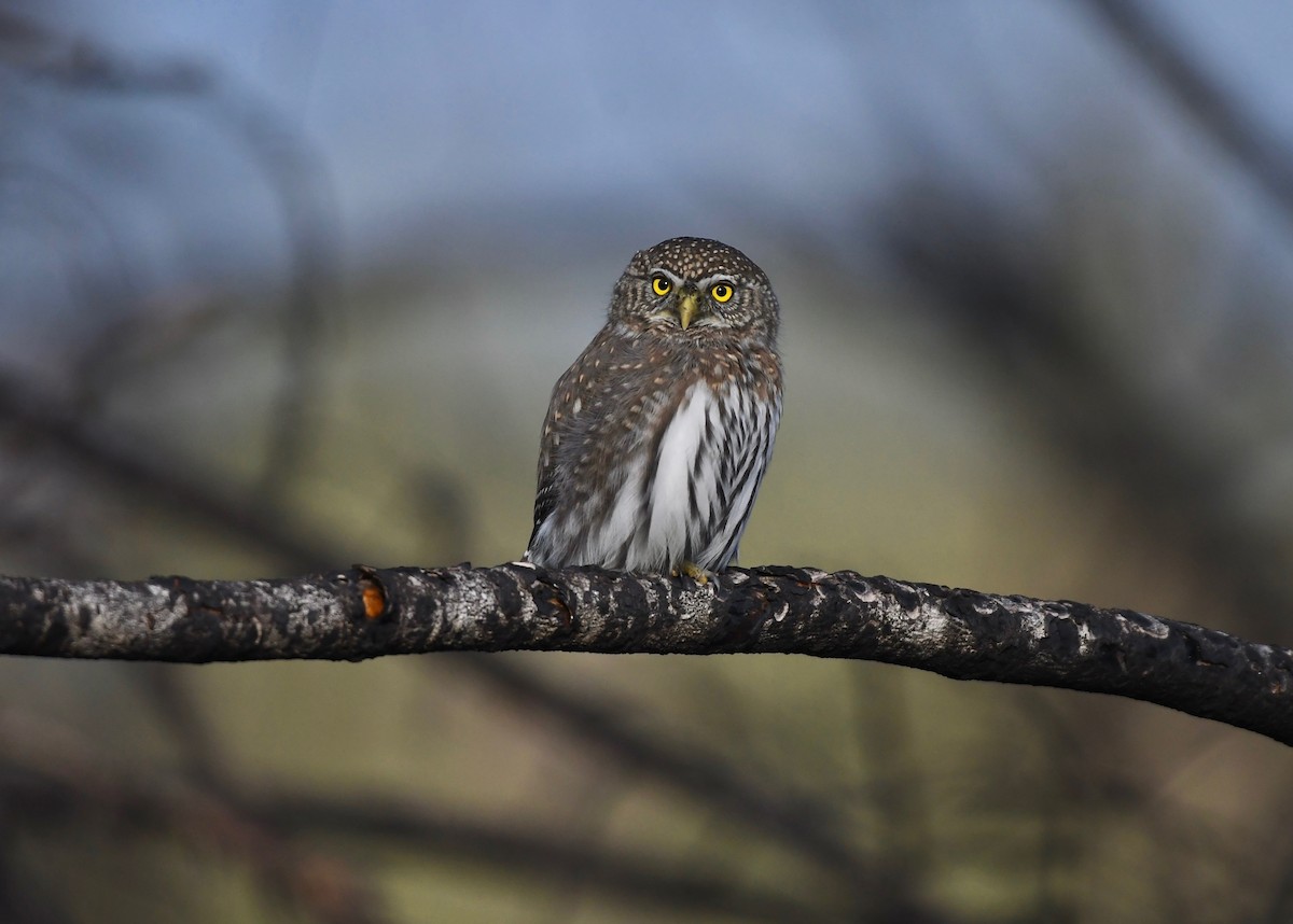 Northern Pygmy-Owl - ML626446749