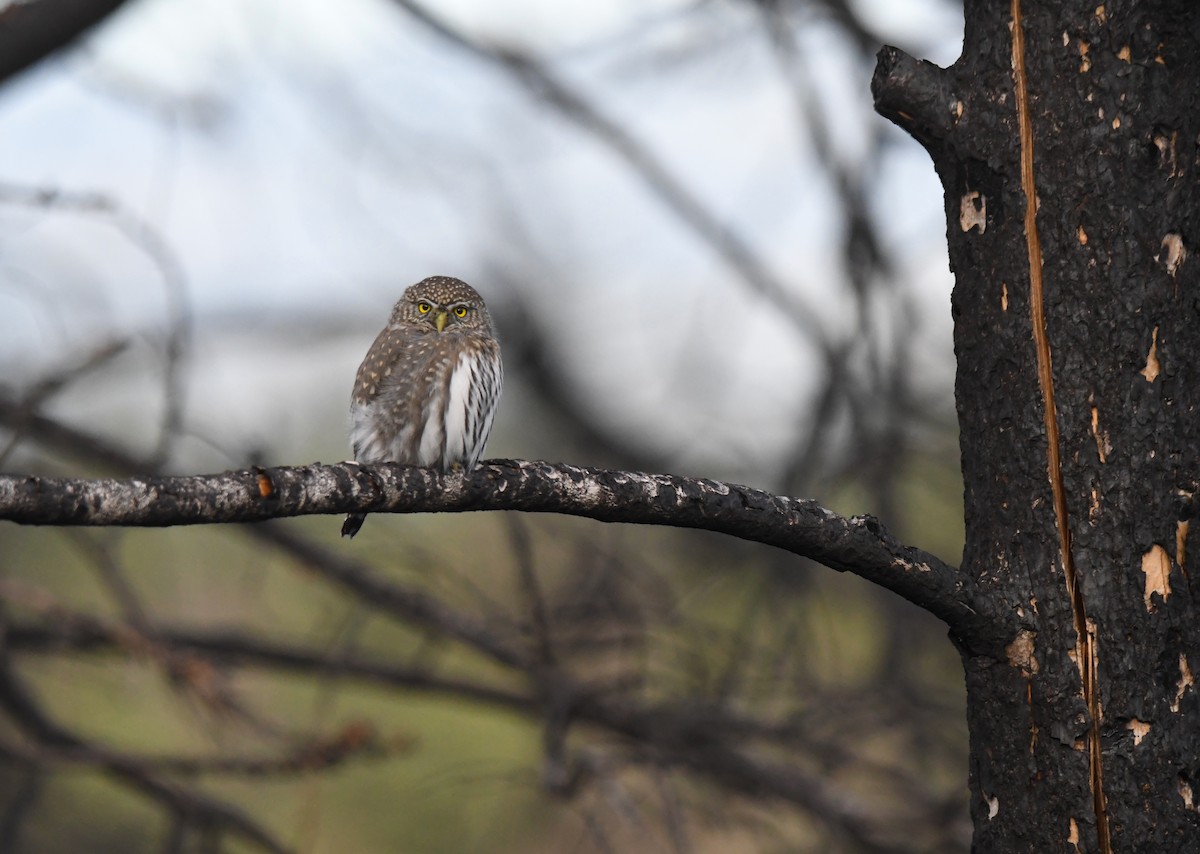 Northern Pygmy-Owl - ML626446750