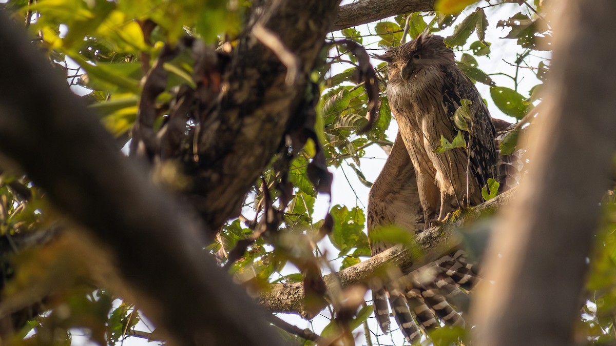 Brown Fish-Owl - ML626446891