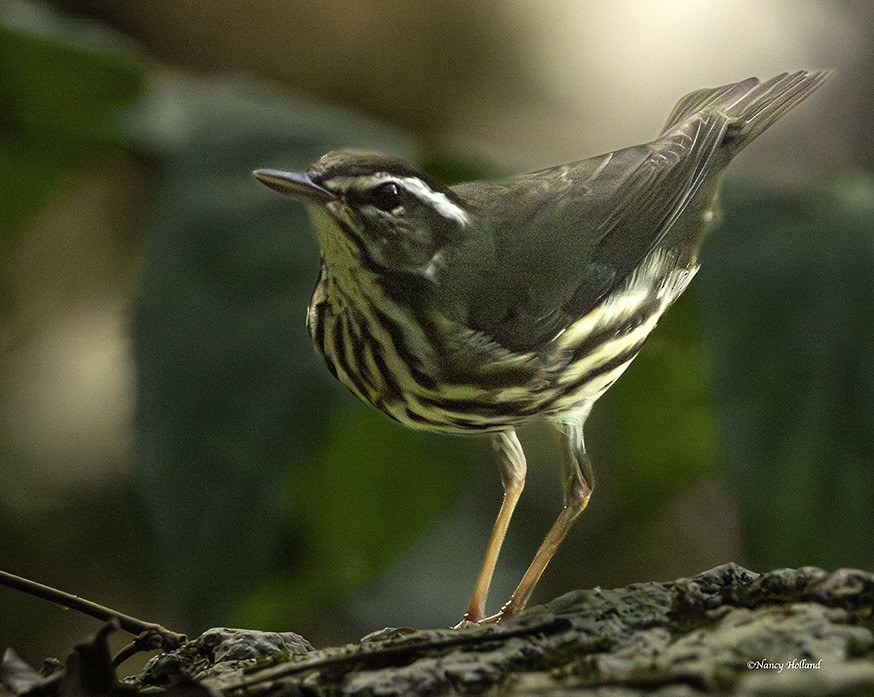 Louisiana Waterthrush - ML626446925