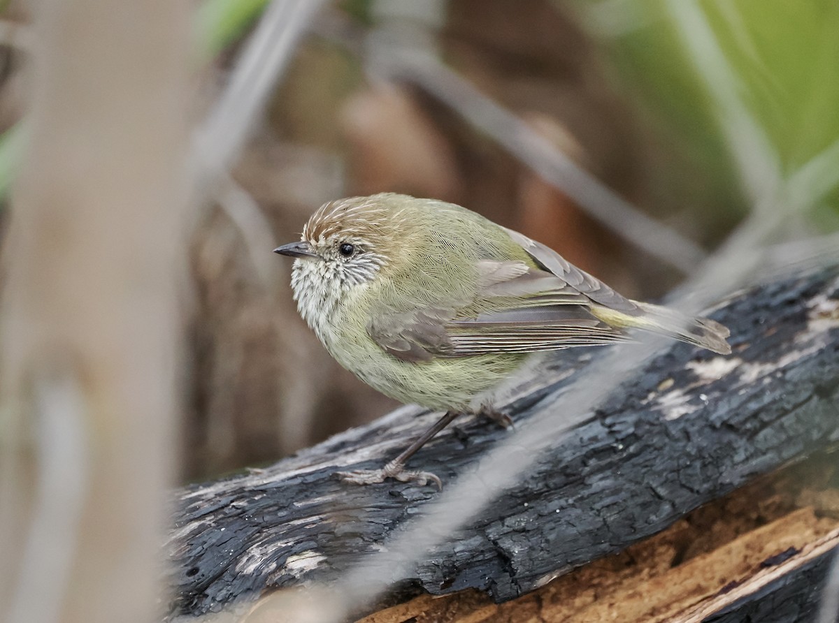 Striated Thornbill - ML626447248