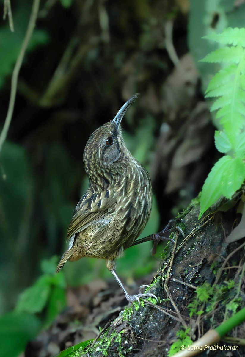 Long-billed Wren-Babbler - ML626447428