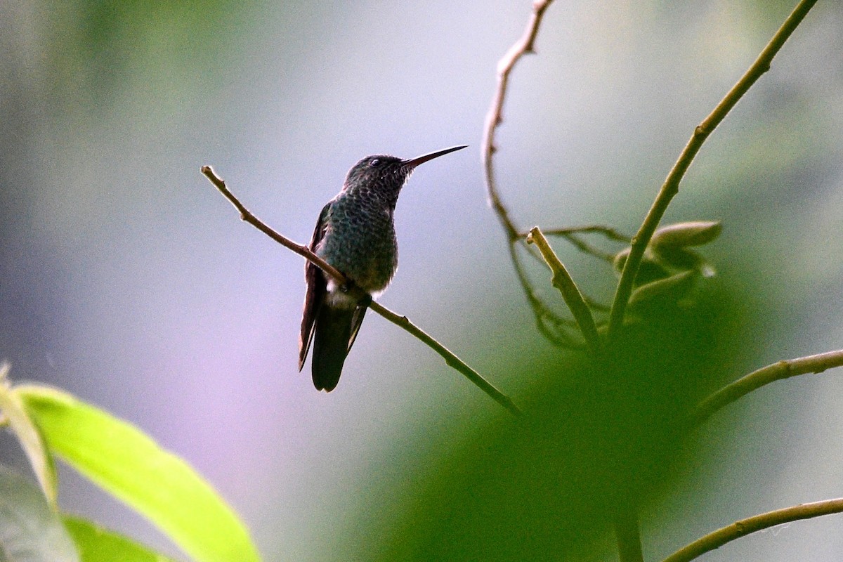 Blue-tailed Hummingbird - ML626447456