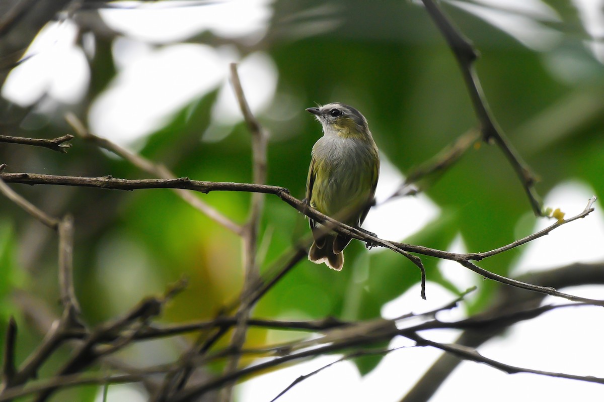 Guatemalan Tyrannulet - ML626447457