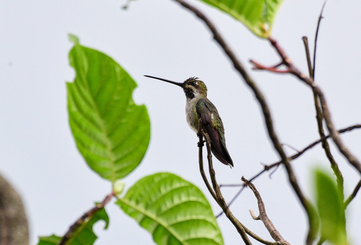 Long-billed Starthroat - ML626447471