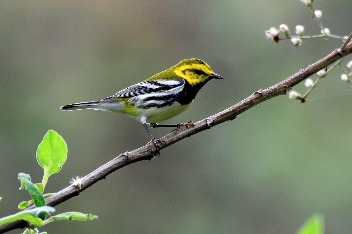 Black-throated Green Warbler - ML626447495