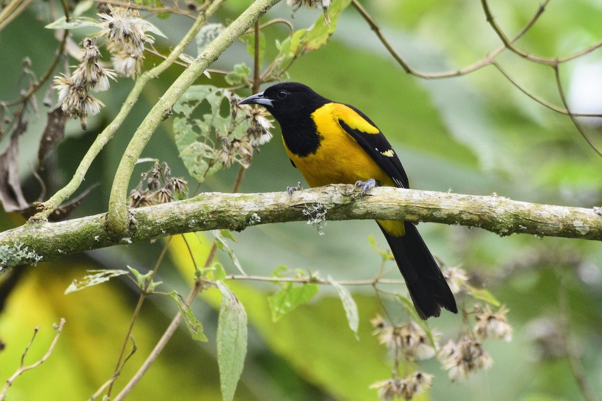 Bar-winged Oriole - ML626447531