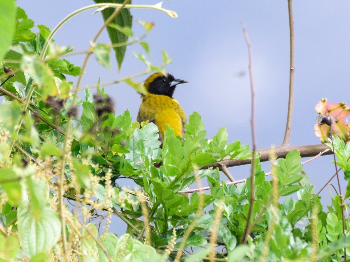 Bar-winged Oriole - ML626447532