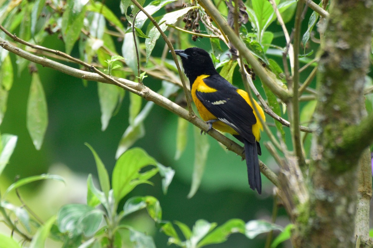 Bar-winged Oriole - ML626447534