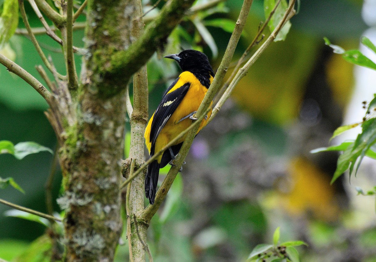 Bar-winged Oriole - ML626447535