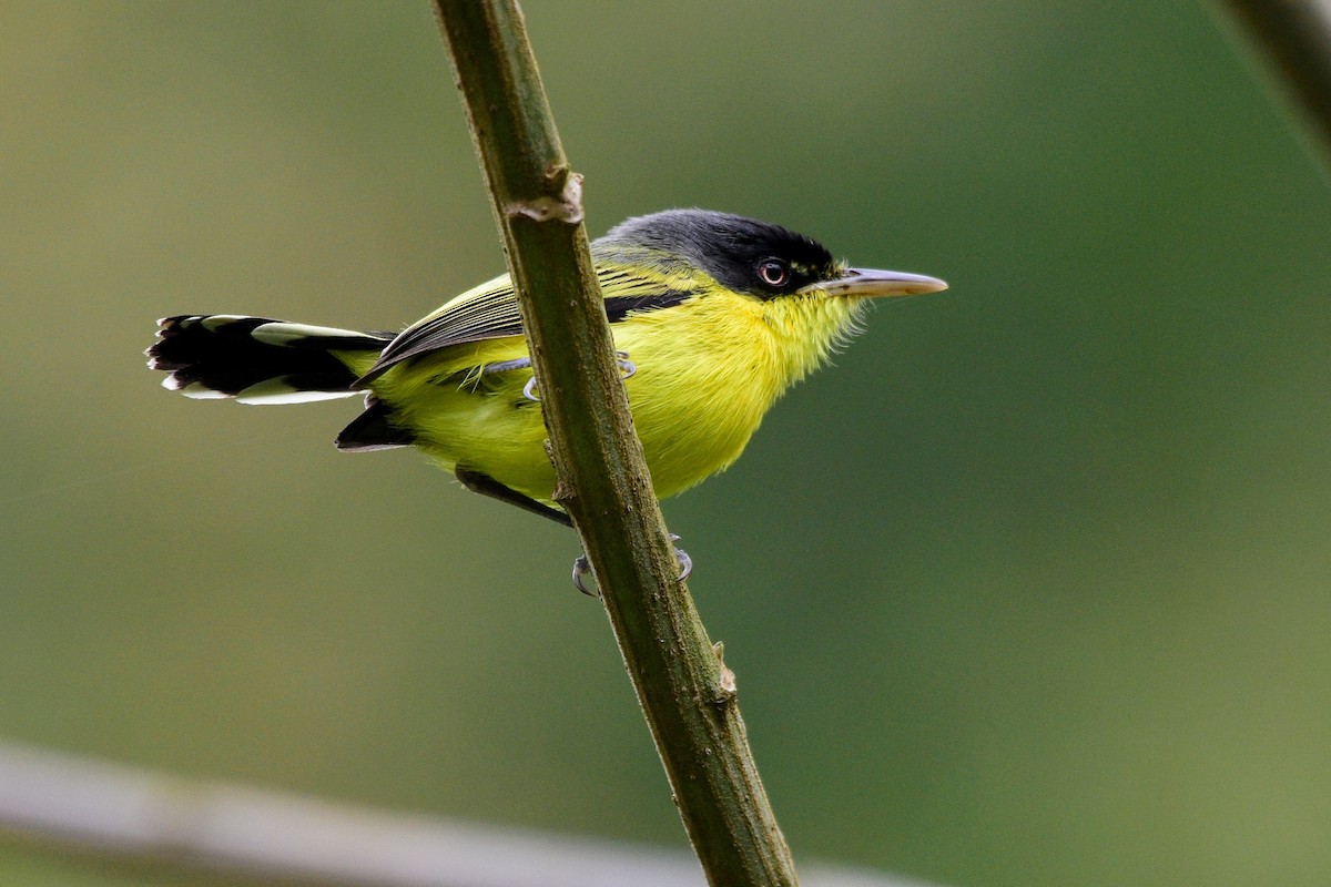 Common Tody-Flycatcher - ML626447552