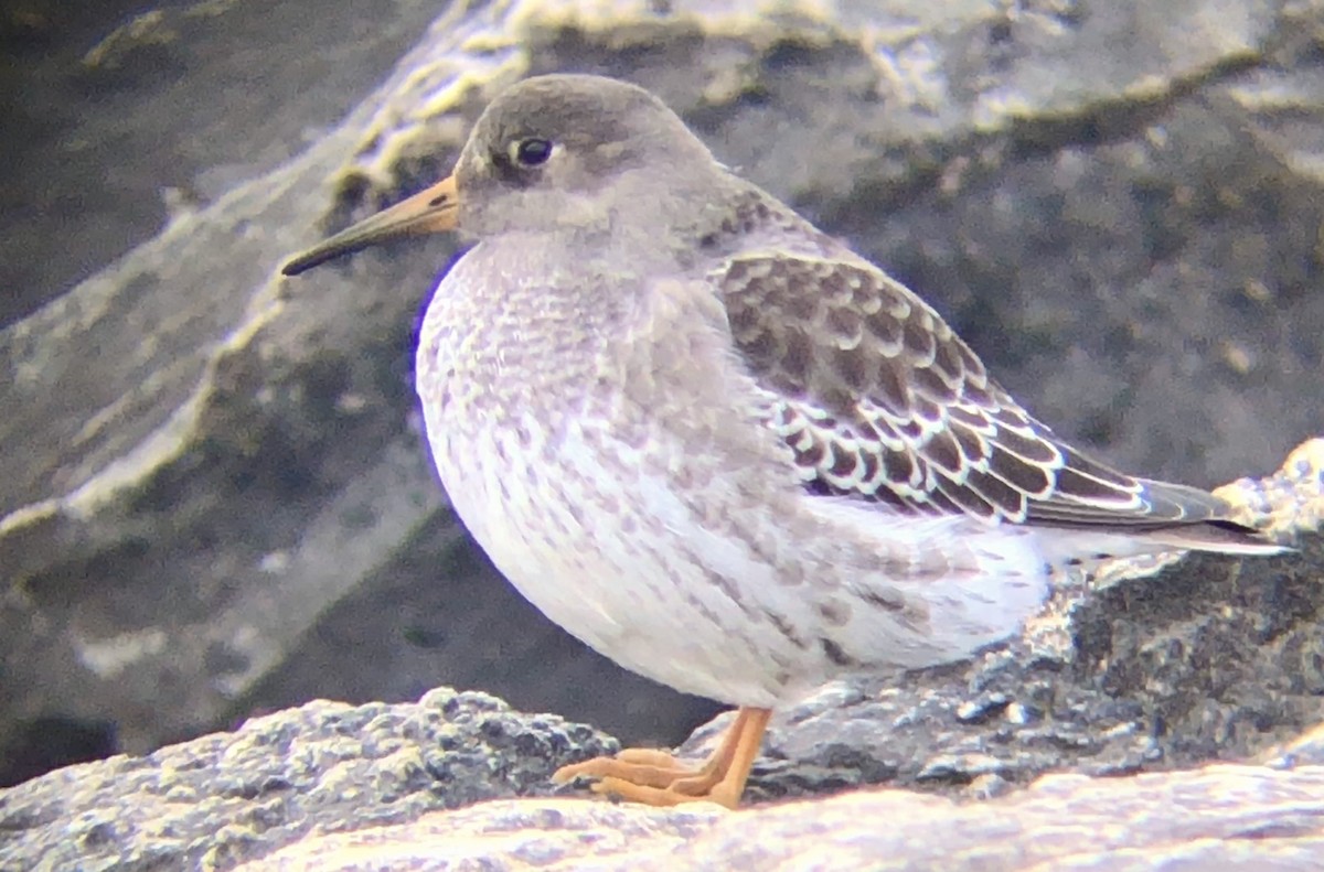 Purple Sandpiper - ML626447575