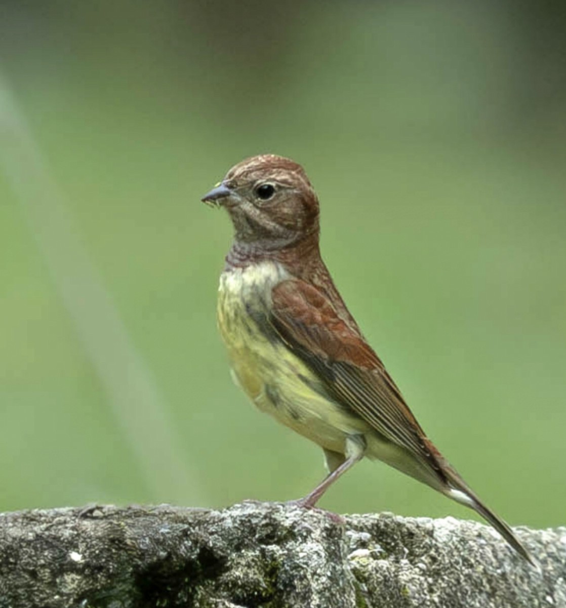 Chestnut Bunting - ML626447612