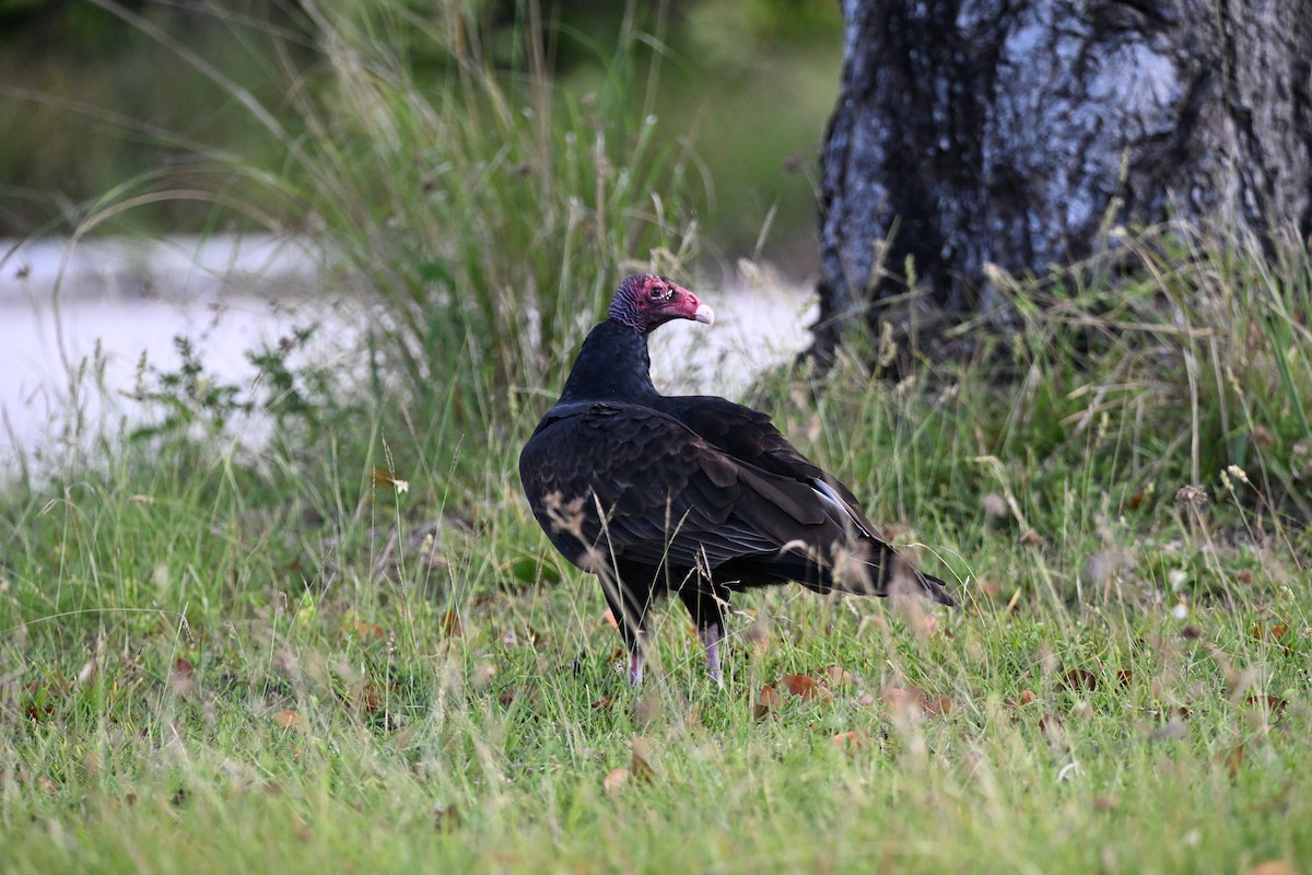 Urubu à tête rouge - ML626447727