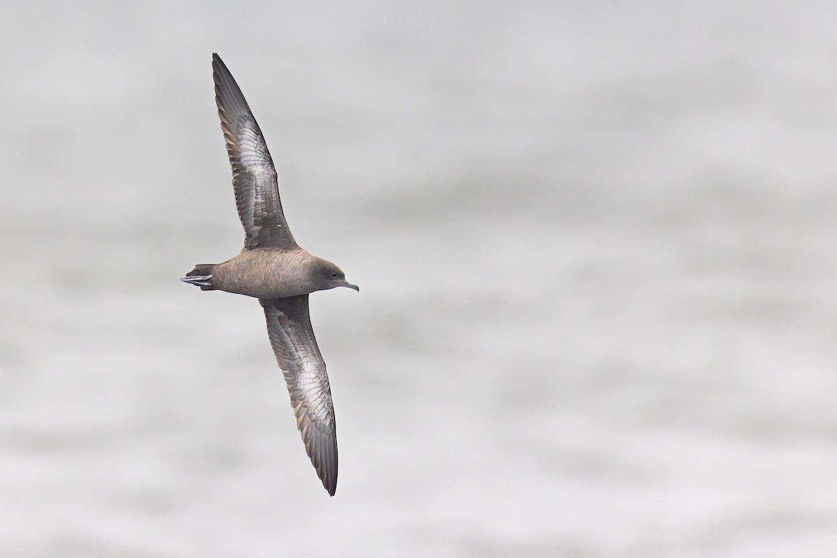 Sooty Shearwater - ML626447787
