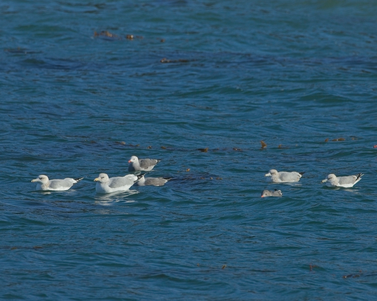 California Gull - ML626447848