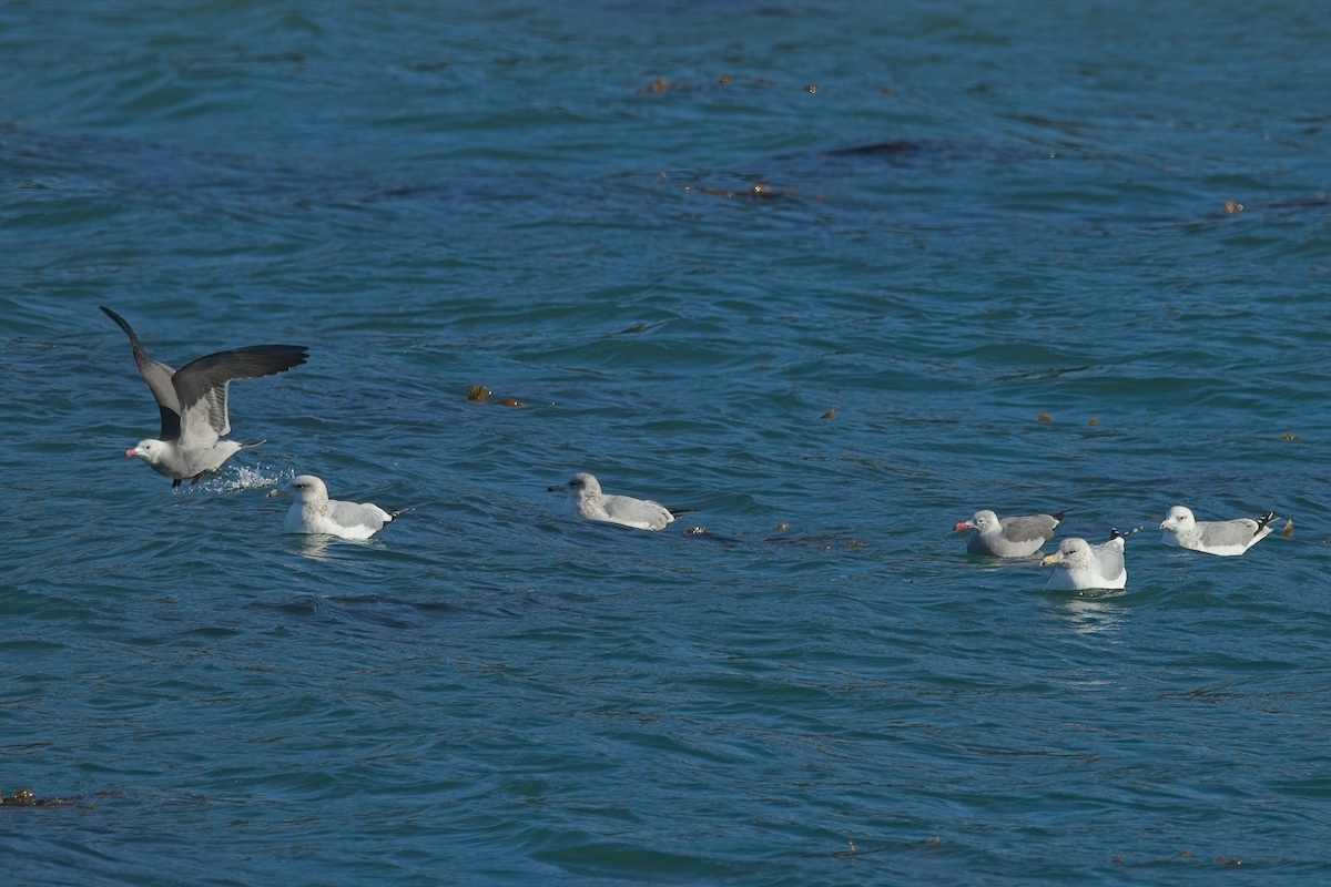 California Gull - ML626447849