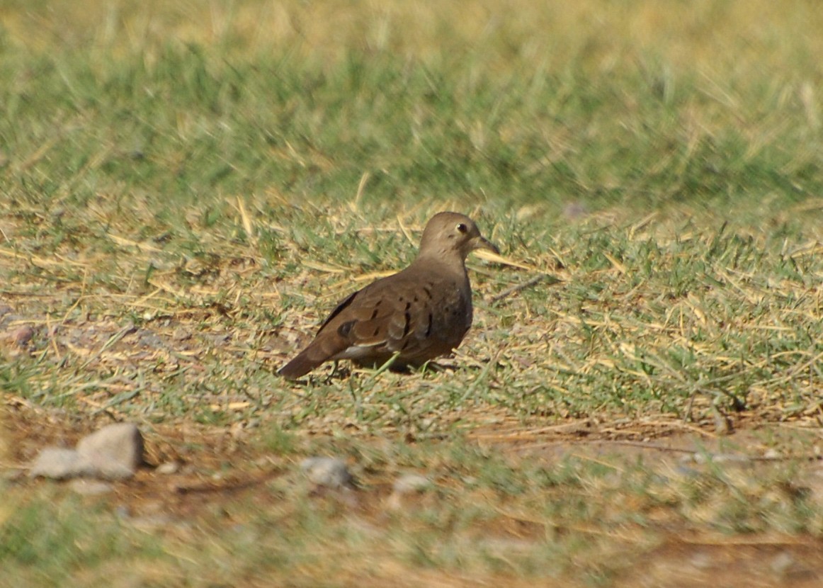 Ruddy Ground Dove - ML626448120