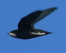 White-throated Needletail - ML626449339