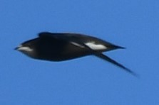 White-throated Needletail - ML626449340