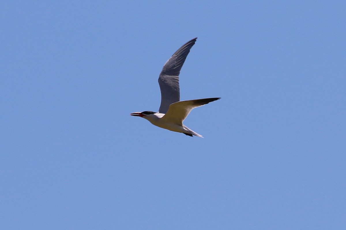 Caspian Tern - ML626449370