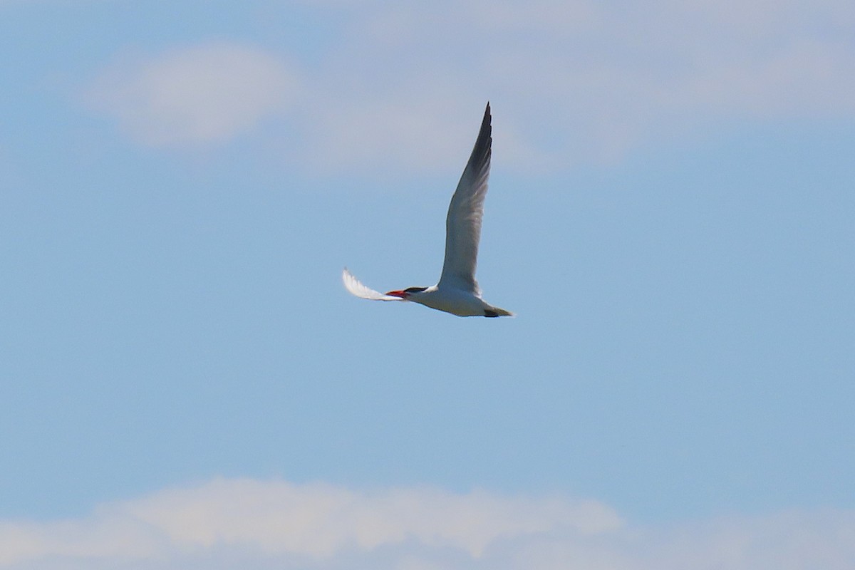 Caspian Tern - ML626449373