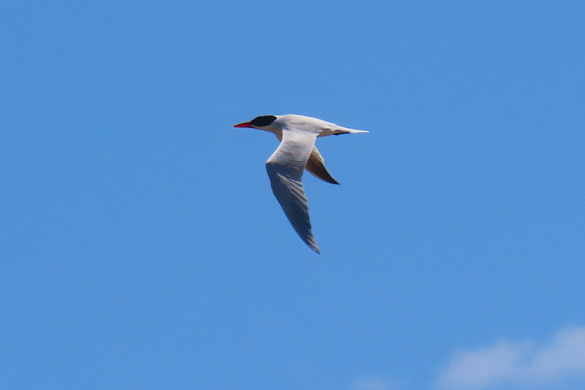 Caspian Tern - ML626449380