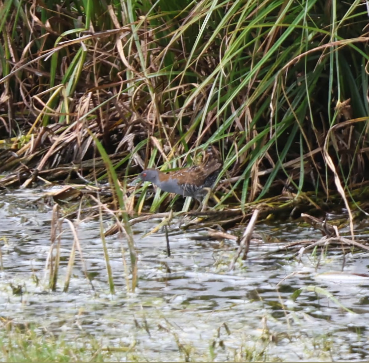 Baillon's Crake - ML626449498