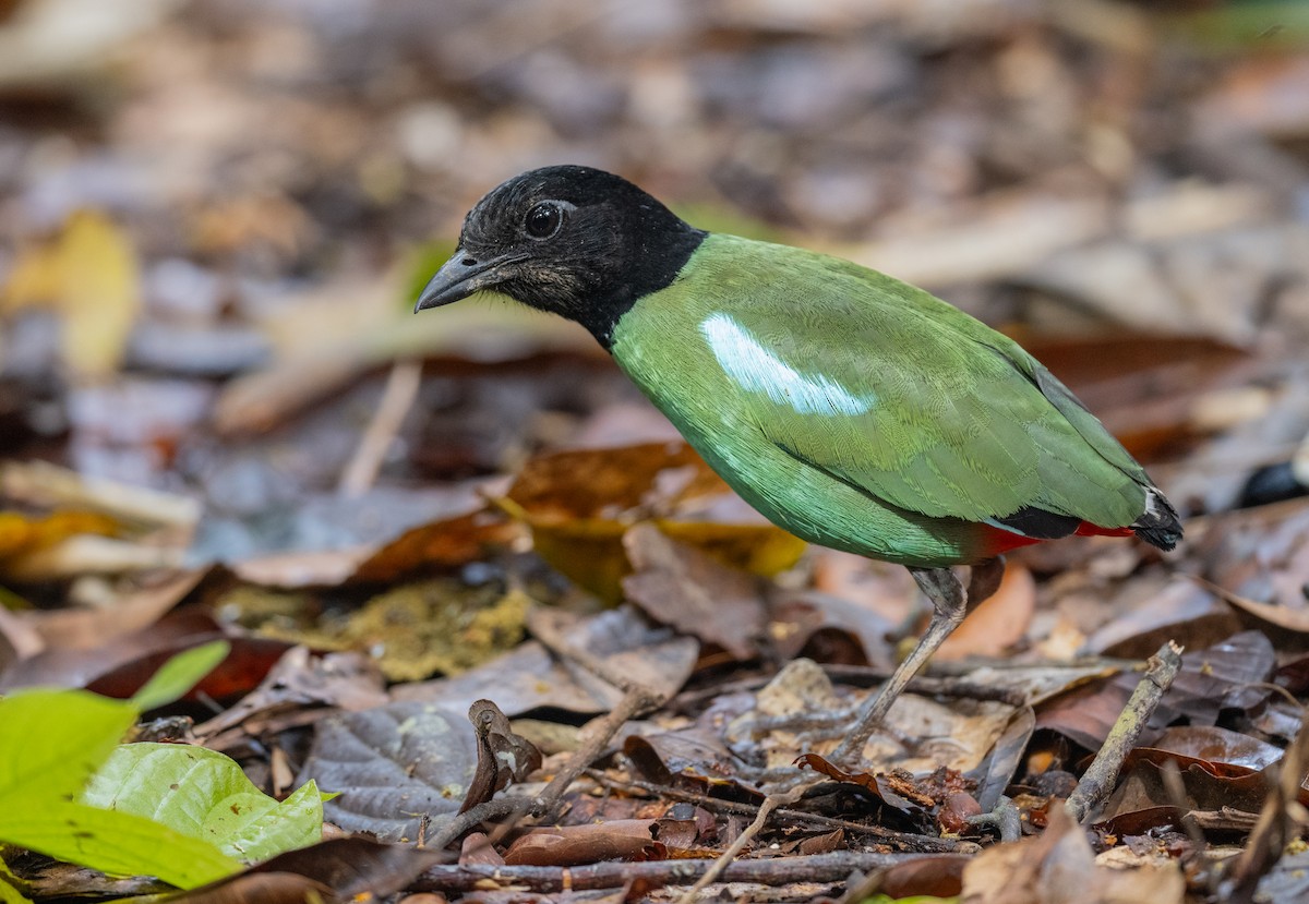Western Hooded Pitta (Sunda) - ML626449557
