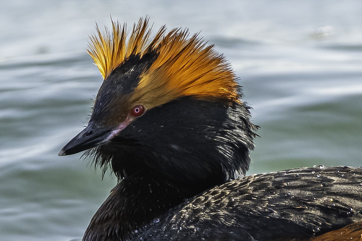 Horned Grebe - ML626449570