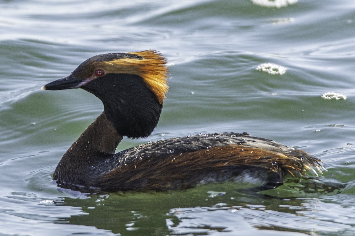 Horned Grebe - ML626449571