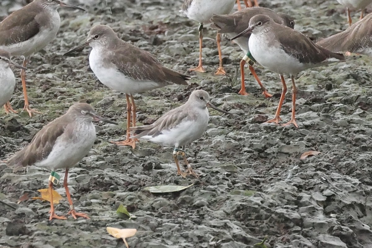 Terek Sandpiper - ML626449590