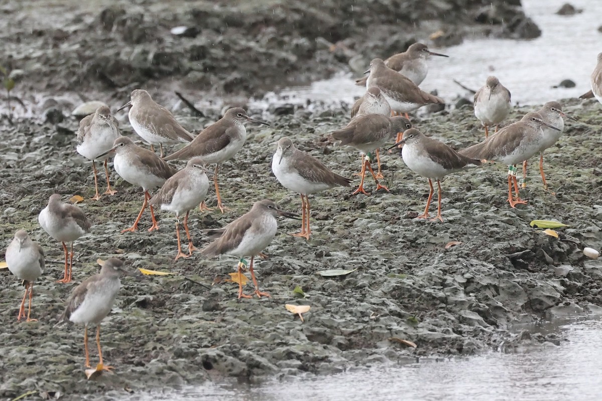 Terek Sandpiper - ML626449591