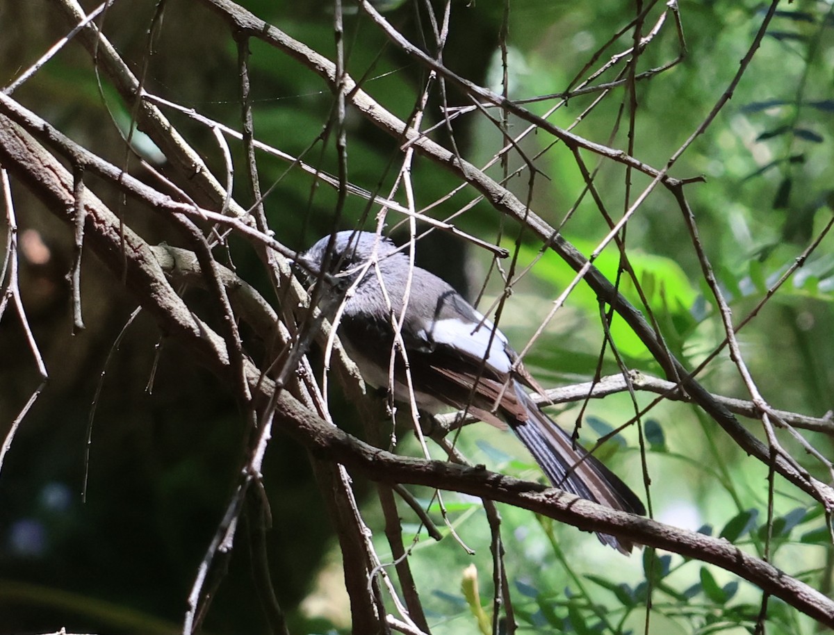 African Crested Flycatcher - ML626449654